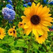 ヒメ日記 2025/07/31 15:16 投稿 ★天空の花嫁★ Cinderella Collection(シンデレラコレクション)