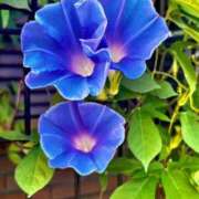 ヒメ日記 2025/08/11 14:57 投稿 ★天空の花嫁★ Cinderella Collection(シンデレラコレクション)