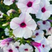 ヒメ日記 2025/08/29 15:06 投稿 ★天空の花嫁★ Cinderella Collection(シンデレラコレクション)