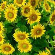 ヒメ日記 2025/09/10 13:26 投稿 ★天空の花嫁★ Cinderella Collection(シンデレラコレクション)