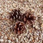 ヒメ日記 2025/09/24 15:06 投稿 ★天空の花嫁★ Cinderella Collection(シンデレラコレクション)