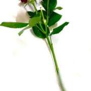 ヒメ日記 2025/06/10 22:14 投稿 かずは 即アポ奥さん～浜松店～