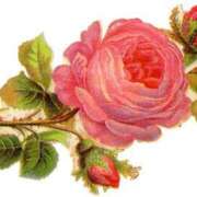 ヒメ日記 2025/06/15 22:01 投稿 絹(きぬ) 黒薔薇