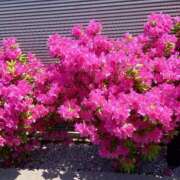 ヒメ日記 2025/05/01 05:13 投稿 とわ 熟女の風俗最終章 所沢店