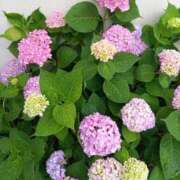 ヒメ日記 2025/06/01 05:13 投稿 とわ 熟女の風俗最終章 所沢店