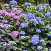 ヒメ日記 2025/06/15 15:53 投稿 とわ 熟女の風俗最終章 所沢店