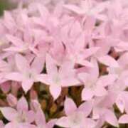 ヒメ日記 2025/07/01 08:13 投稿 とわ 熟女の風俗最終章 所沢店