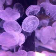 ヒメ日記 2025/09/09 21:58 投稿 ここあ 新宿スピン