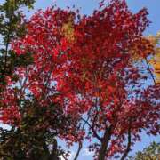 ヒメ日記 2024/12/06 09:56 投稿 神城えりか 五十路マダム愛されたい熟女たち 福山店(カサブランカグループ)