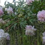 ヒメ日記 2025/05/18 08:52 投稿 神城えりか 五十路マダム愛されたい熟女たち 福山店(カサブランカグループ)