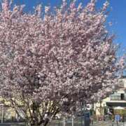 ヒメ日記 2025/04/09 21:28 投稿 ゆき MINT（ミント）