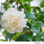 ヒメ日記 2025/01/01 06:45 投稿 ゆかり 完熟ばなな 上野店