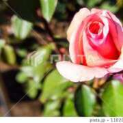 ヒメ日記 2025/01/31 21:22 投稿 ゆかり 完熟ばなな 上野店