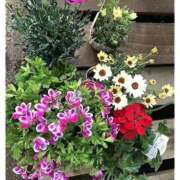 ヒメ日記 2025/02/01 08:57 投稿 ゆかり 完熟ばなな 上野店