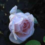 ヒメ日記 2025/02/10 22:12 投稿 ゆかり 完熟ばなな 上野店