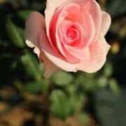 ヒメ日記 2025/02/17 09:24 投稿 ゆかり 完熟ばなな 上野店