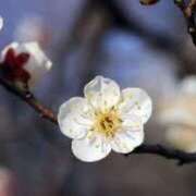 ヒメ日記 2025/02/24 07:59 投稿 ゆかり 完熟ばなな 上野店