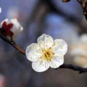ヒメ日記 2025/03/03 22:44 投稿 ゆかり 完熟ばなな 上野店