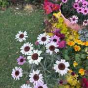 ヒメ日記 2025/03/22 08:50 投稿 ゆかり 完熟ばなな 上野店