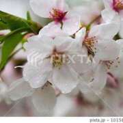 ヒメ日記 2025/04/03 10:30 投稿 ゆかり 完熟ばなな 上野店