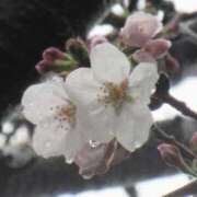 ヒメ日記 2025/04/08 18:50 投稿 ゆかり 完熟ばなな 上野店