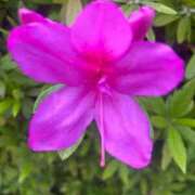 ヒメ日記 2025/04/15 22:20 投稿 ゆかり 完熟ばなな 上野店