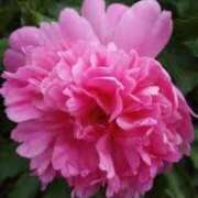 ヒメ日記 2025/04/26 05:40 投稿 ゆかり 完熟ばなな 上野店