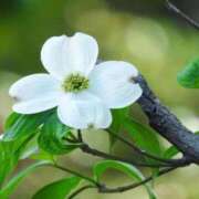 ヒメ日記 2025/04/26 21:20 投稿 ゆかり 完熟ばなな 上野店