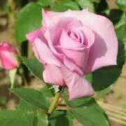 ヒメ日記 2025/05/01 21:20 投稿 ゆかり 完熟ばなな 上野店