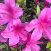 ヒメ日記 2025/05/14 10:20 投稿 ゆかり 完熟ばなな 上野店