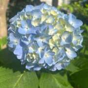 ヒメ日記 2025/06/01 08:40 投稿 ゆかり 完熟ばなな 上野店