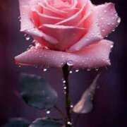 ヒメ日記 2025/06/05 10:30 投稿 ゆかり 完熟ばなな 上野店