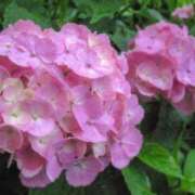 ヒメ日記 2025/06/24 13:30 投稿 ゆかり 完熟ばなな 上野店