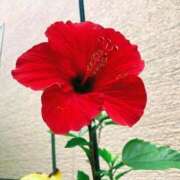 ヒメ日記 2025/07/20 21:20 投稿 ゆかり 完熟ばなな 上野店