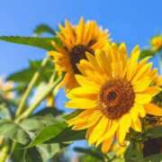 ヒメ日記 2025/07/28 09:50 投稿 ゆかり 完熟ばなな 上野店