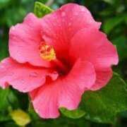 ヒメ日記 2025/07/29 23:04 投稿 ゆかり 完熟ばなな 上野店