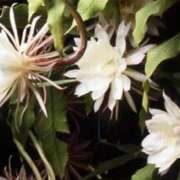 ヒメ日記 2025/07/31 09:10 投稿 ゆかり 完熟ばなな 上野店