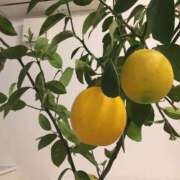 ヒメ日記 2025/09/02 22:50 投稿 ゆかり 完熟ばなな 上野店