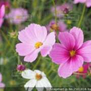 ヒメ日記 2025/09/06 09:20 投稿 ゆかり 完熟ばなな 上野店