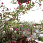 ヒメ日記 2025/09/24 10:00 投稿 ゆかり 完熟ばなな 上野店