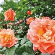 ヒメ日記 2025/11/17 10:24 投稿 ゆかり 完熟ばなな 上野店