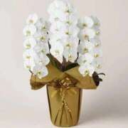 ヒメ日記 2025/11/26 22:54 投稿 ゆかり 完熟ばなな 上野店