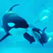 ヒメ日記 2025/01/26 23:27 投稿 戸根 MadameRest(マダムレスト)