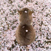 ヒメ日記 2025/04/02 10:45 投稿 戸根 MadameRest(マダムレスト)