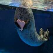 ヒメ日記 2025/04/15 10:41 投稿 戸根 MadameRest(マダムレスト)