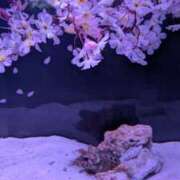 ヒメ日記 2025/04/29 10:24 投稿 戸根 MadameRest(マダムレスト)