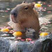 ヒメ日記 2025/04/30 00:14 投稿 戸根 MadameRest(マダムレスト)