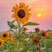 ヒメ日記 2025/06/12 04:59 投稿 戸根 MadameRest(マダムレスト)