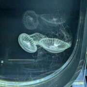 ヒメ日記 2025/06/26 14:03 投稿 戸根 MadameRest(マダムレスト)