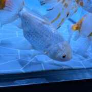 ヒメ日記 2025/06/26 23:00 投稿 戸根 MadameRest(マダムレスト)